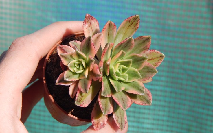 Aeonium Bronze Medal variegata