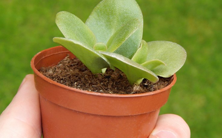 Crassula multicava (Fairy Crassula)
