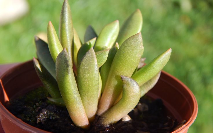 Anacampseros marlothii -pokojový sukulent