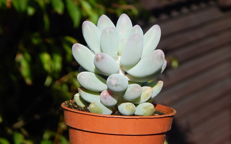Pachyphytum machucae Baby Finger