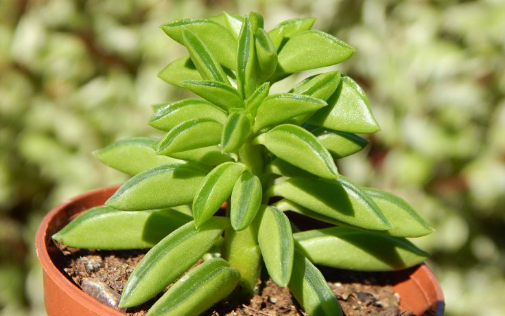 Peperomia dolabriformis - pepřinec