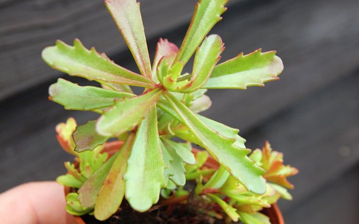 Sedum kamtschaticus var. floriferum