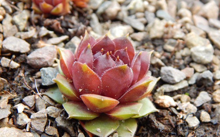Sempervivum Black Emerald