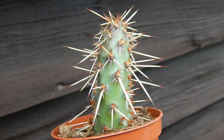 Opuntia erinacea var. utahensis - winter catus
