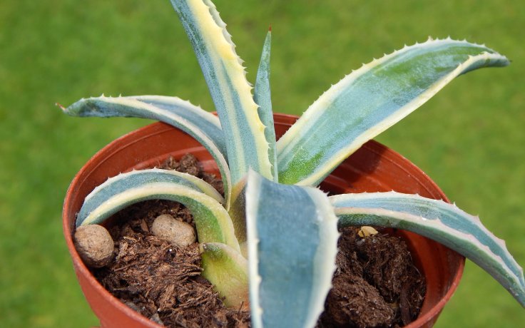 Agave americana variegata