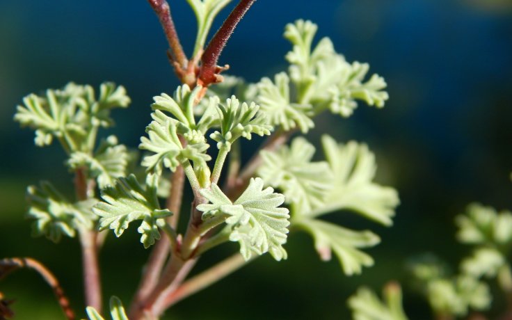 Pelargonium abrotanifolium