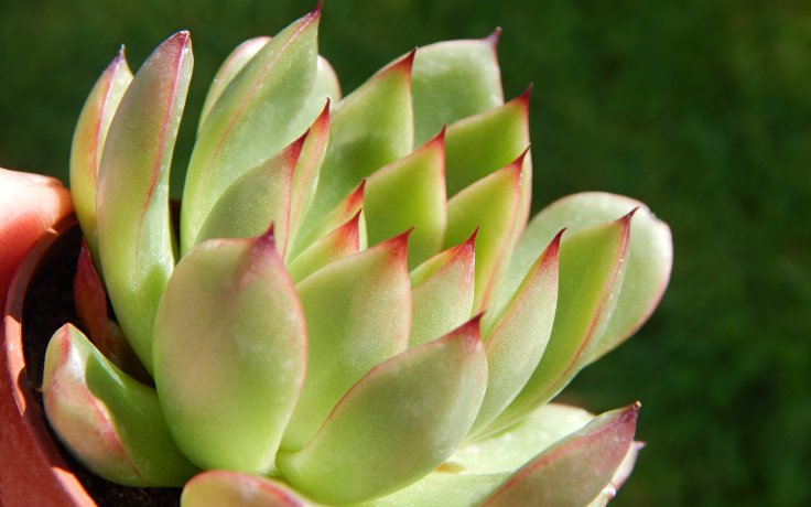 Echeveria Costarii dužnatka
