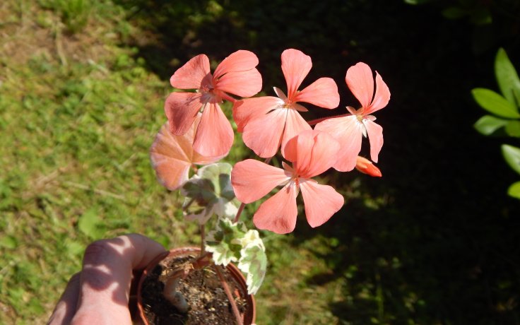 Pelargonium Frank Headley květy
