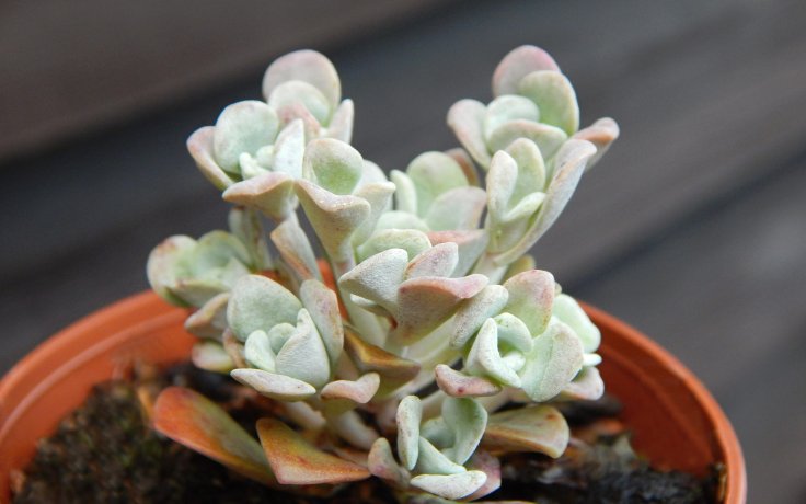 Sedum spathulifolium Cape Blanco - frost hardy