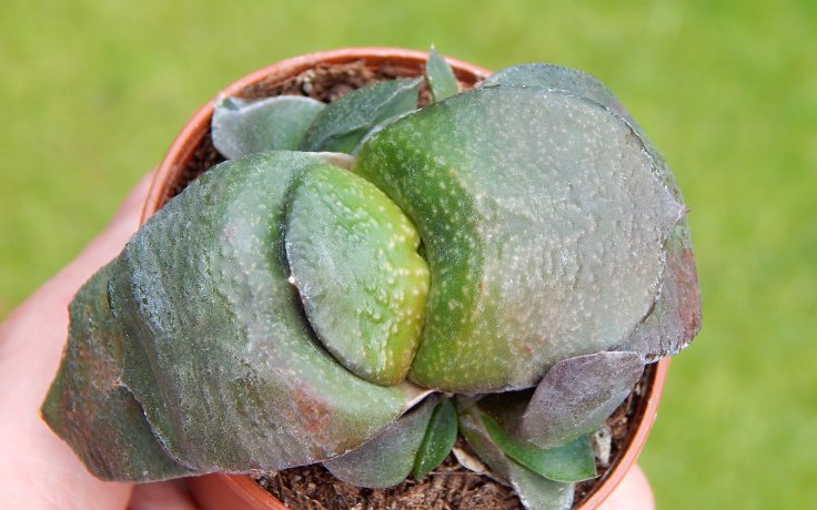 Gasteria nitida var. armstrongii Dwarf
