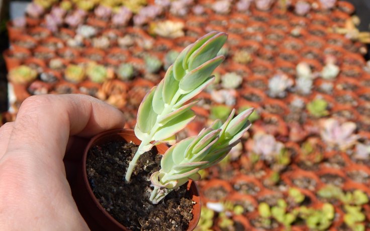 Kalanchoe marnieriana kolopejka na parapet