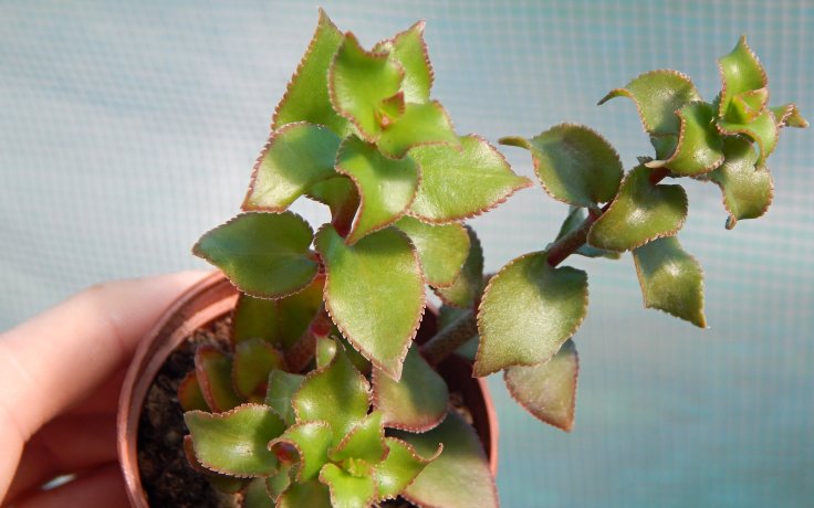 Crassula sarmentosa