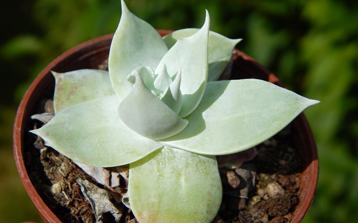 Dudleya brittonii