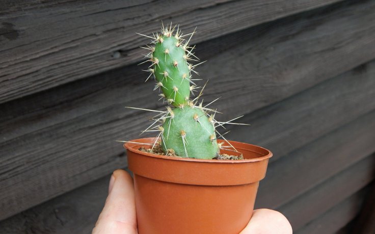 Opuntia erinacea var. columbiana