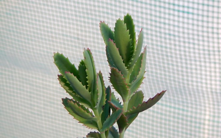 Kalanchoe Lucky Bells sukulenty