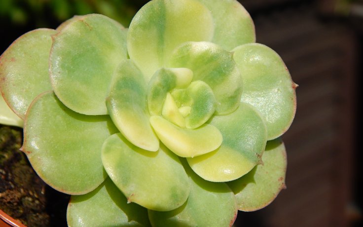 Echeveria Nicksana variegata panašovaný sukulent vzácný