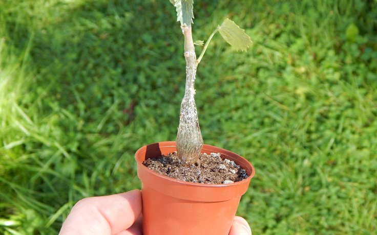 Cissus sicyoides sukulent s tlustým kmenem