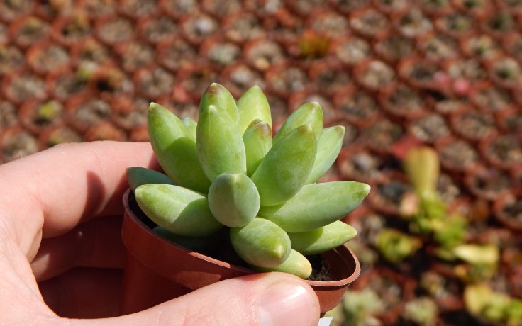 Pachyphytum compactum sukulent