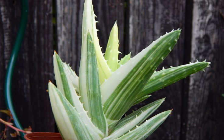 Aloe mitriformis variegata pokojový sukulent