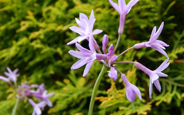 Tulbaghia violacea variegata