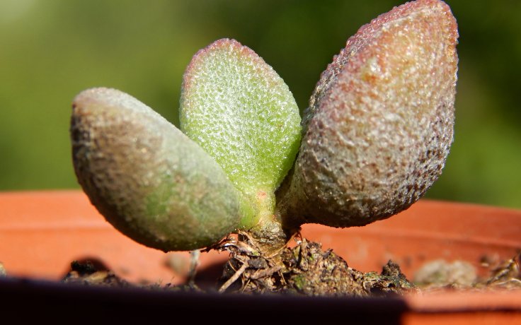 Adromischus marianiae Alveolatus sukulent