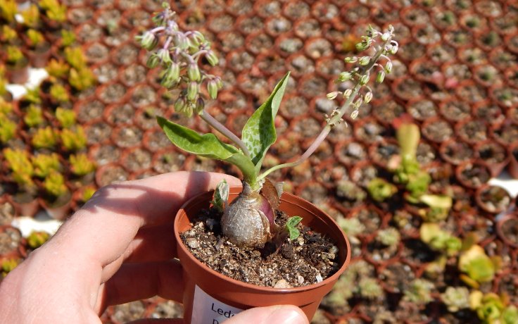 Ledebouria pauciflora ladoňka
