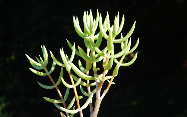 Crassula tetragona tlustice nenáročná
