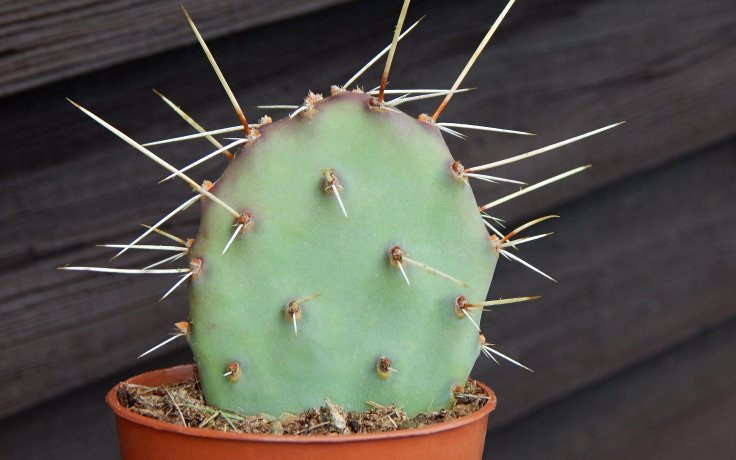 Opuntia phaeacantha var. salmonea - frost hardy cactus