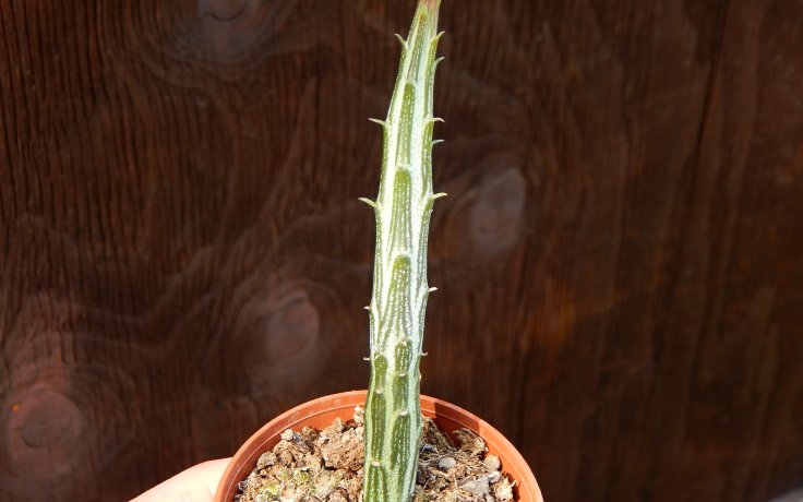 Senecio stapeliiformis ssp. minor