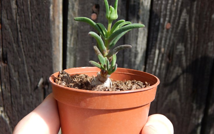 Delosperma bosseranum