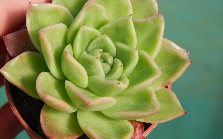 Echeveria Leisal - odolná pokojovka