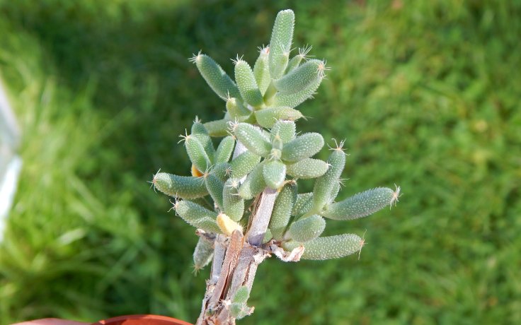 Trichodiadema littlewoodii sukulenty Afrika