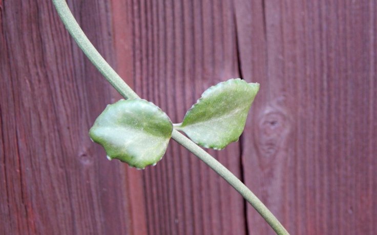 Ceropegia sandersonii x radicans - převislá pokojovka