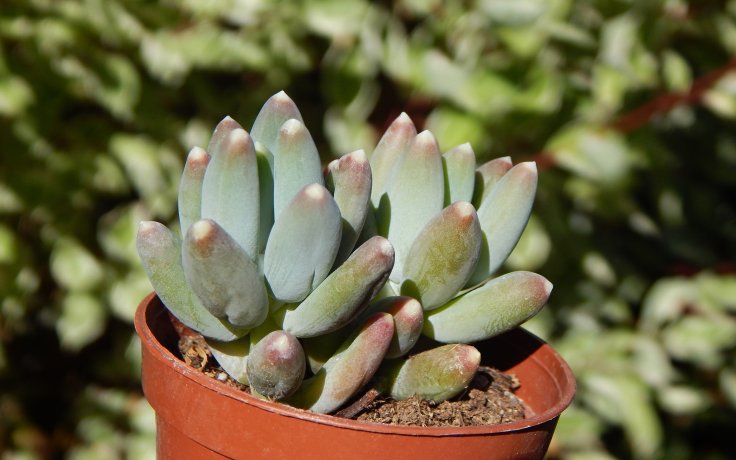 Pachyphytum hookeri - sukulenty a kaktusy