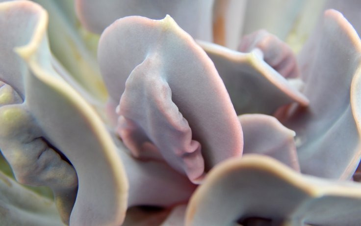 Echeveria Trompette - sukulent s hrbolky
