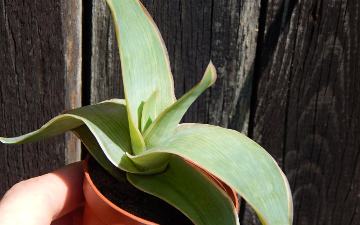 Aloe striata - sukulenty a kaktusy samek