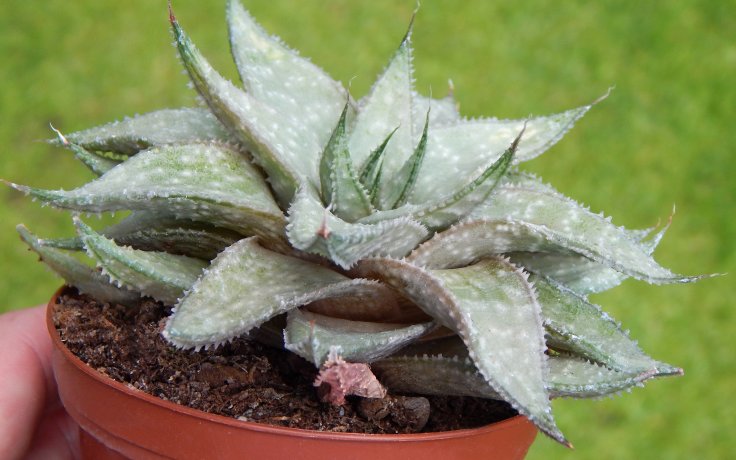 Gasteraloe Wonder šedý sukulent