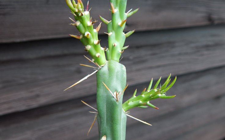 Cylindropuntia kleiniae cactus for garden
