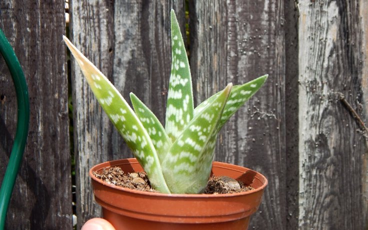 Aloe variegata sukulenty