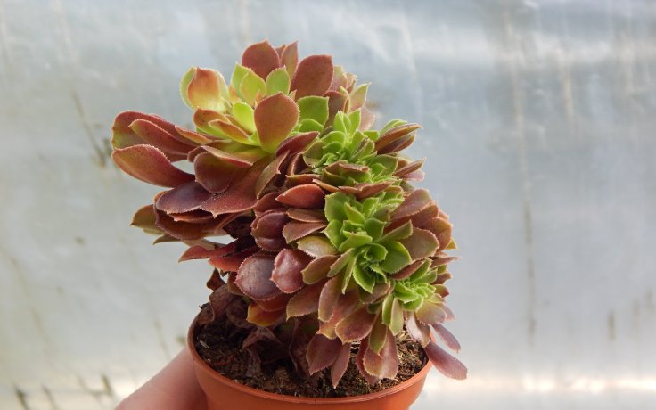 Aeonium Blushing Beauty cristata