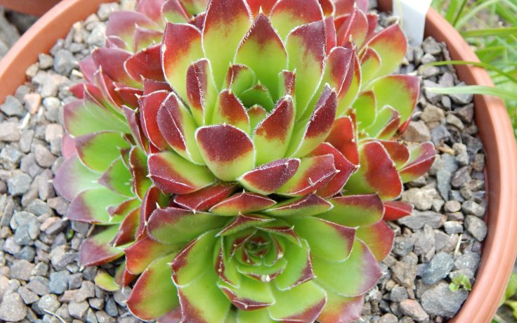 Jovibarba heuffelii Wilma - Hens and chicks