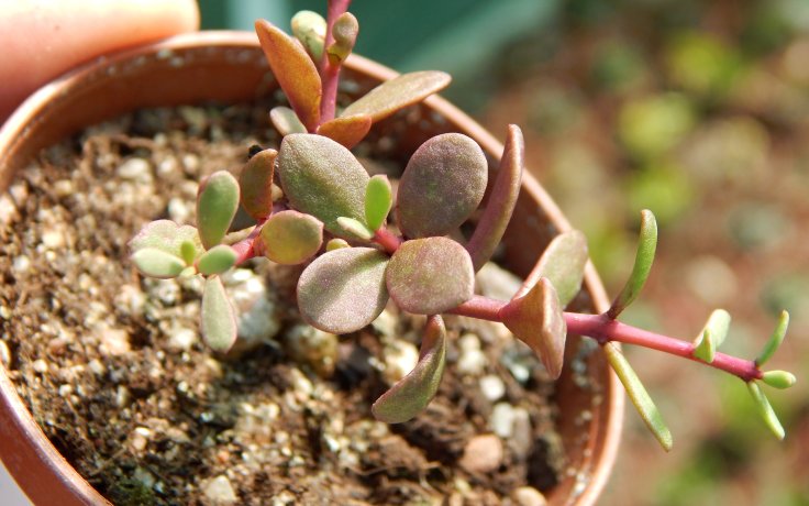 Ceraria fruticulosa listy
