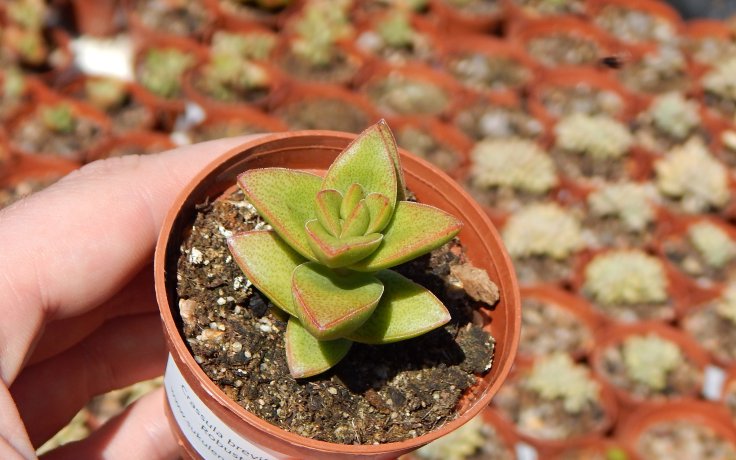 Crassula brevifolia Robusto - tlustice