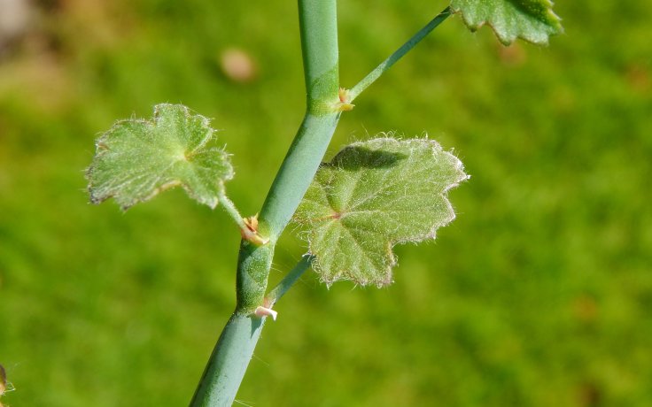 Pelargonium tetragonum - sukulentní muškát