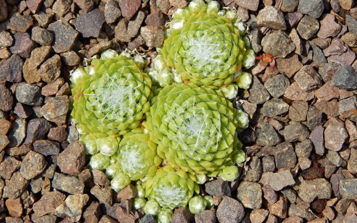 Sempervivum Baby Boo