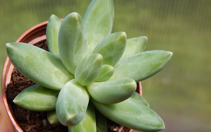 Pachyphytum compactum White - pokojový sukulent