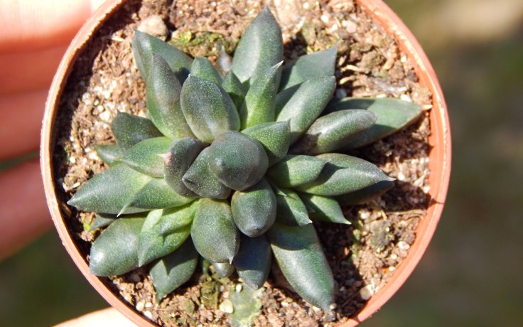 Gasteria nigricans monstrosa (Black succulent)