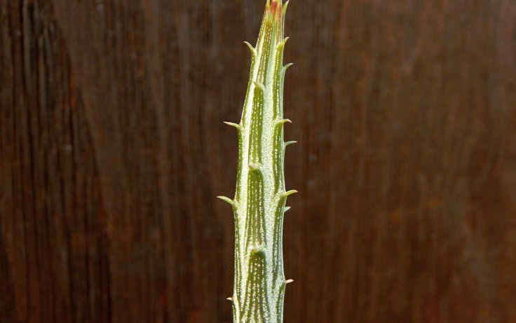 Senecio stapeliiformis ssp. minor
