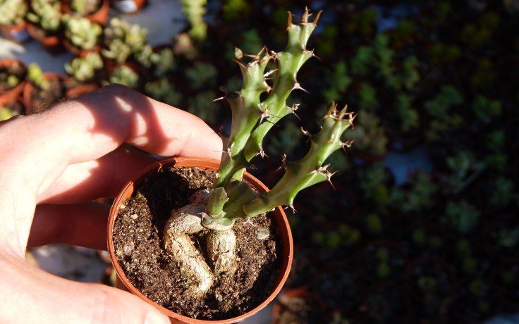 Euphorbia knuthii pryšec