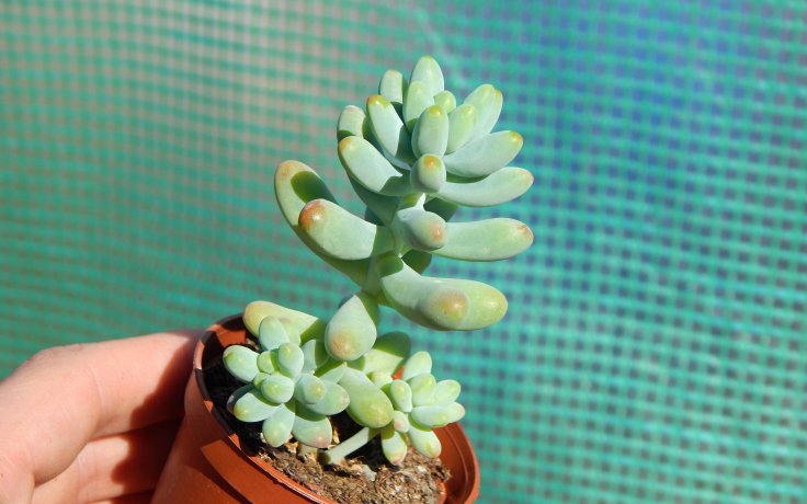 Sedum pachyphyllum Koigokoro